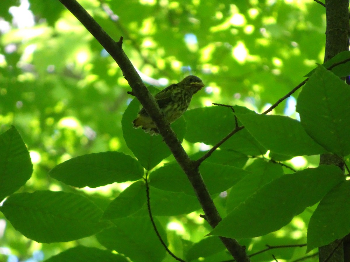 Scarlet Tanager - Lisa Stolper