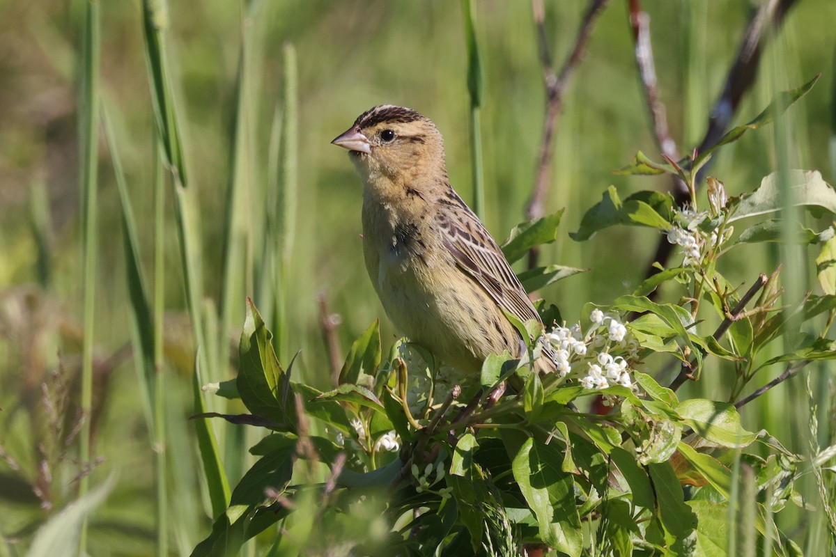 Bobolink - ML349880771