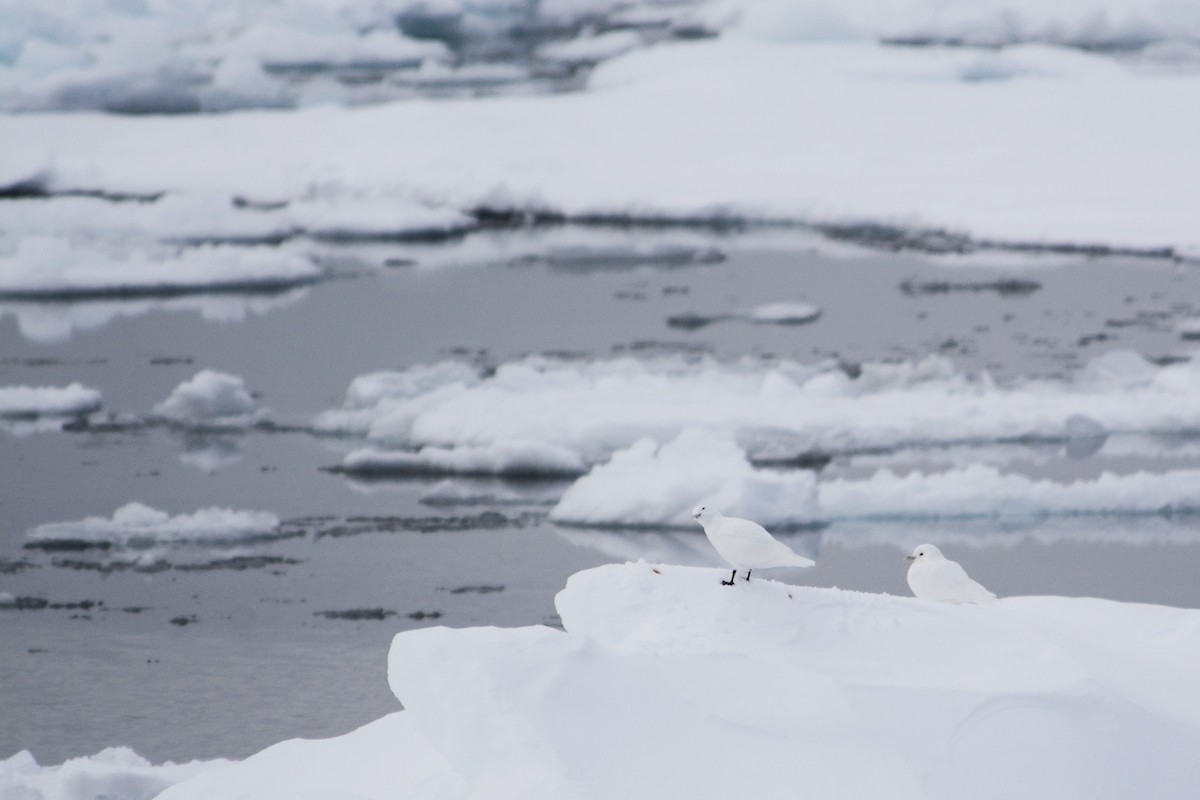 Ivory Gull - William Stein III MD PhD