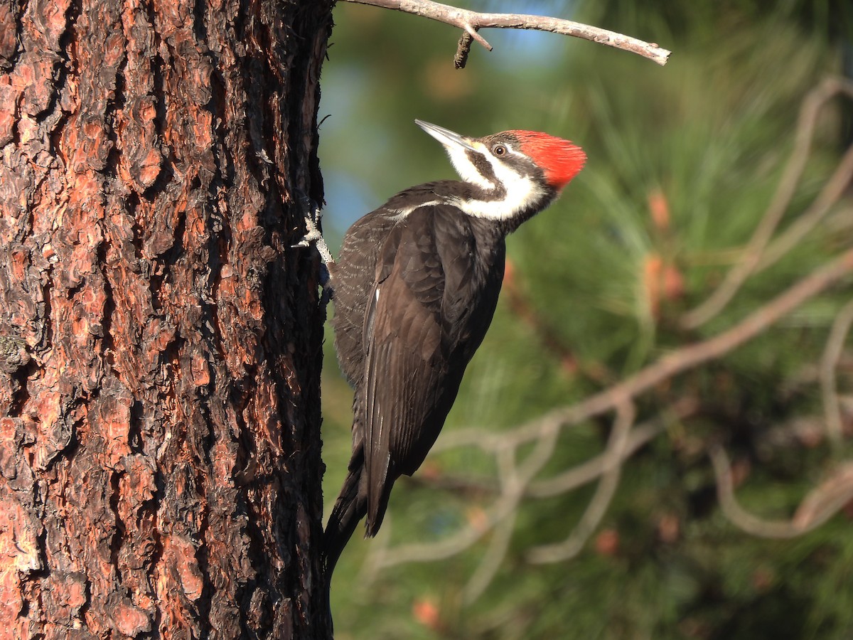 Pileated Woodpecker - ML349882531