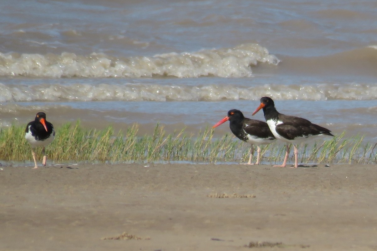 American Oystercatcher - Adriana Hernández Alvarez