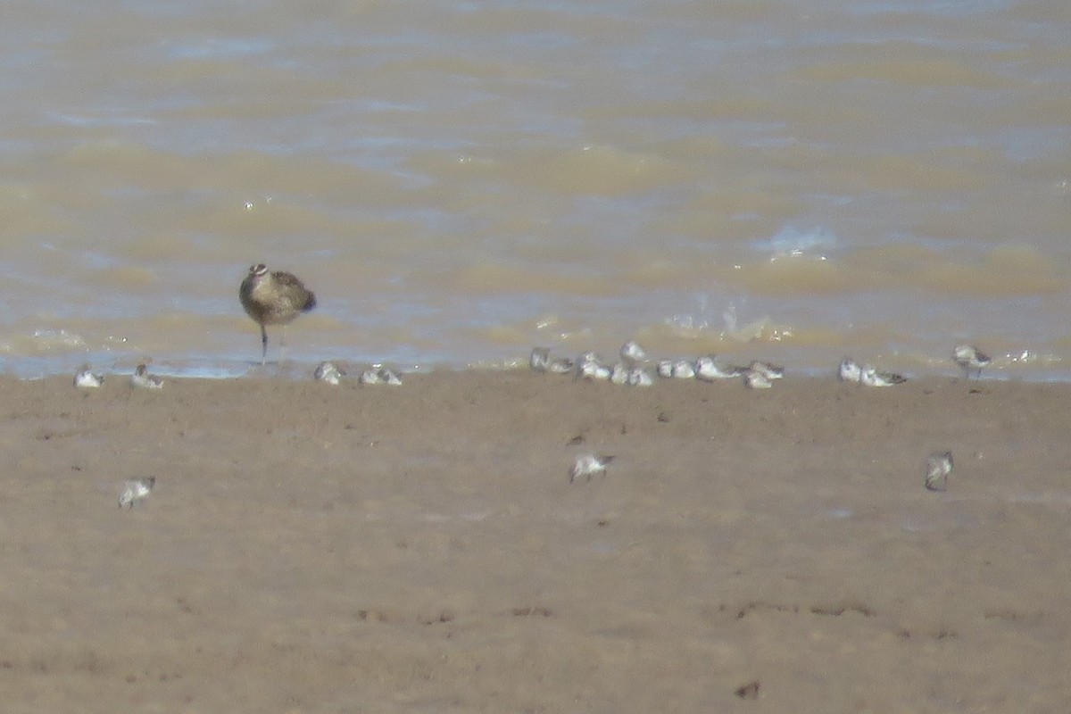 Western Sandpiper - ML349883171