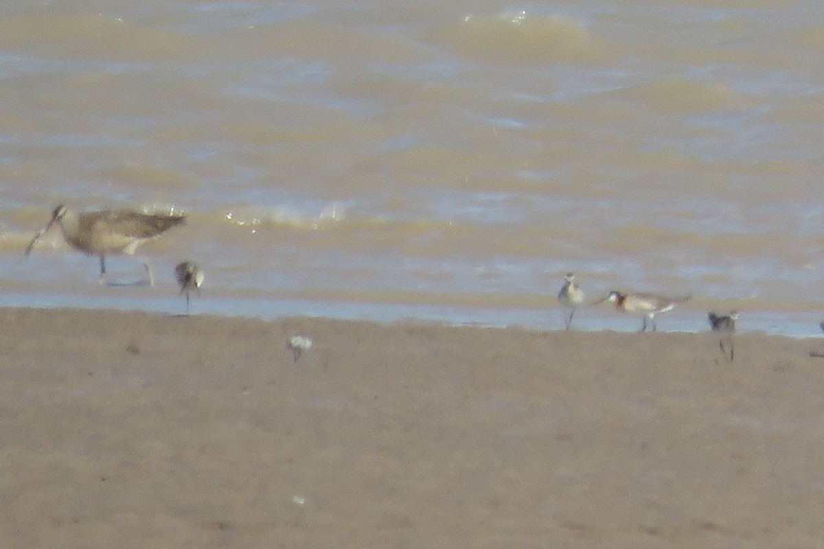 Wilson's Phalarope - ML349883391