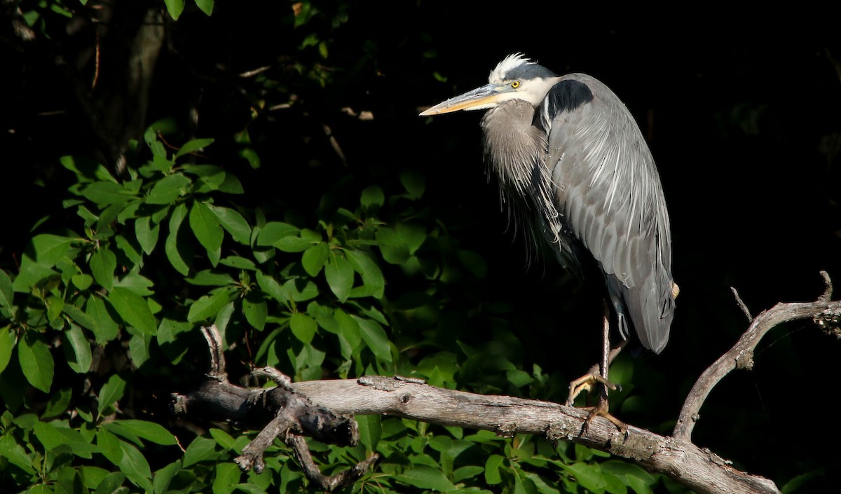 Great Blue Heron - ML349883461