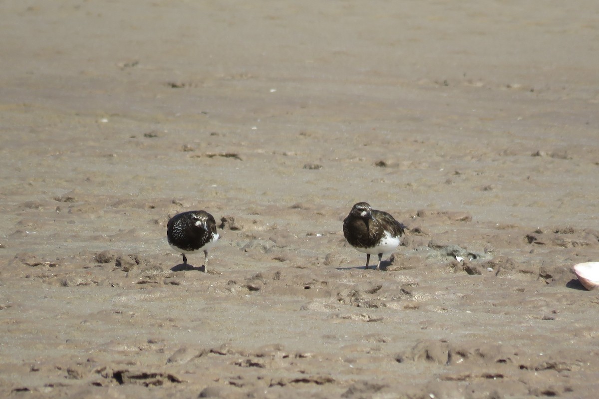 Black Turnstone - ML349883551