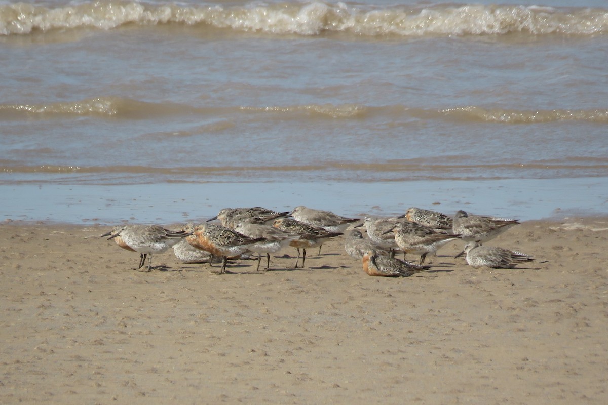 Red Knot - Adriana Hernández Alvarez