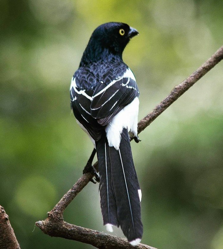 Magpie Tanager - ML349883931