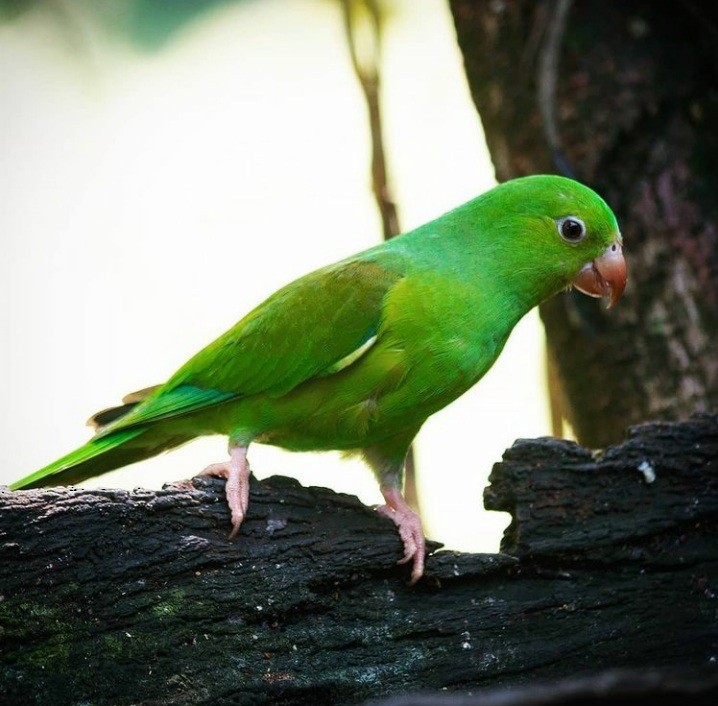 Plain Parakeet - ML349884421