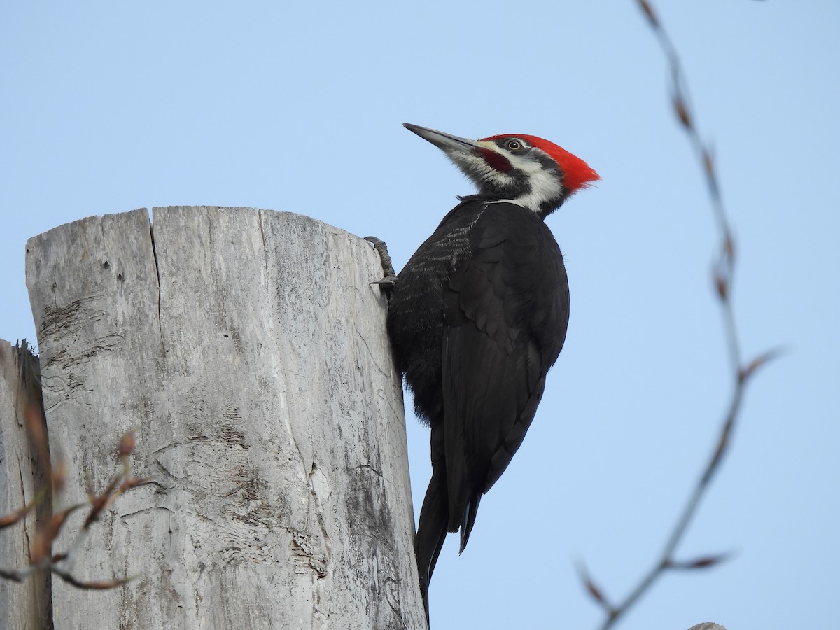 Pileated Woodpecker - ML349884531
