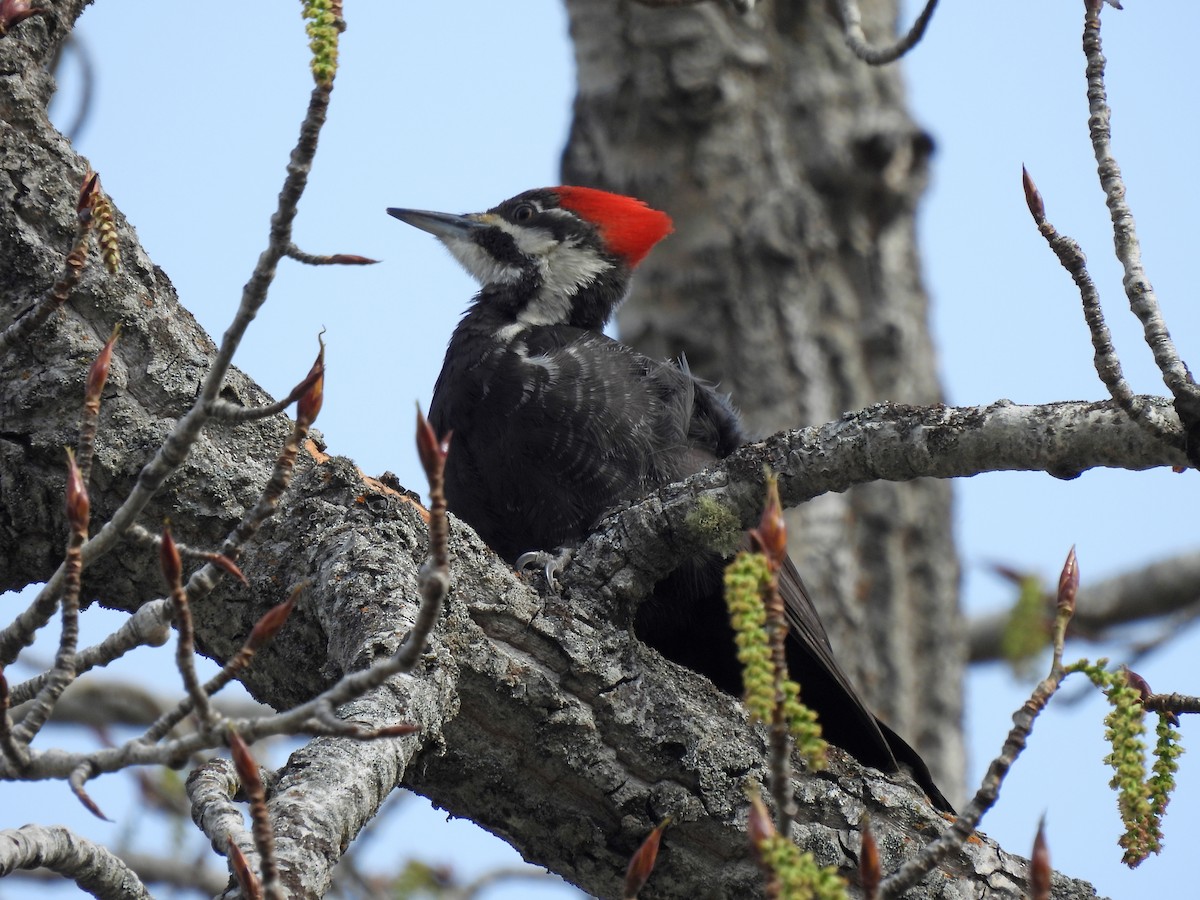 Pileated Woodpecker - ML349884561