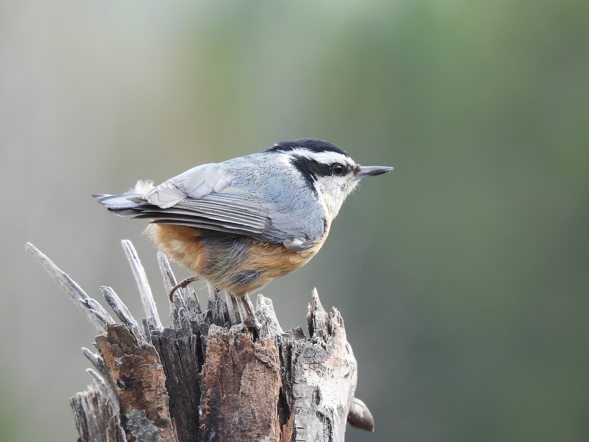 Red-breasted Nuthatch - ML349884701