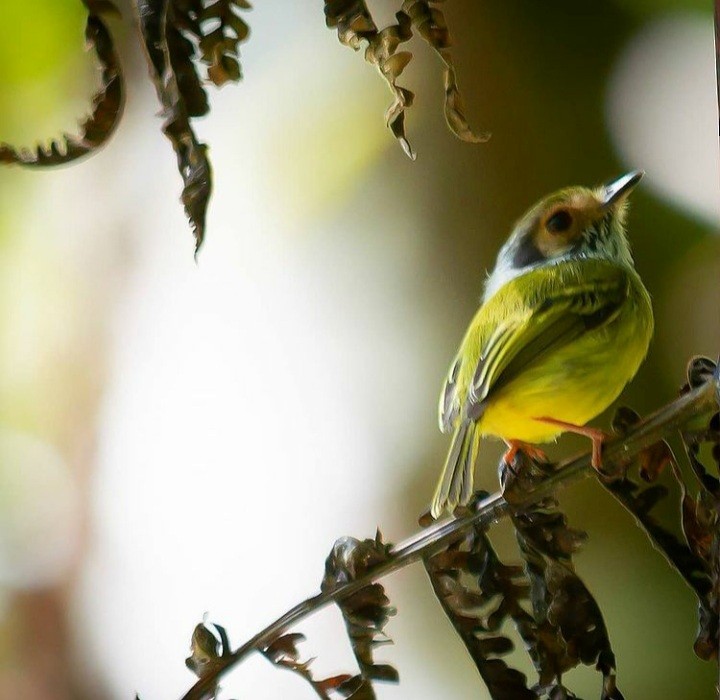 Eared Pygmy-Tyrant - ML349884881