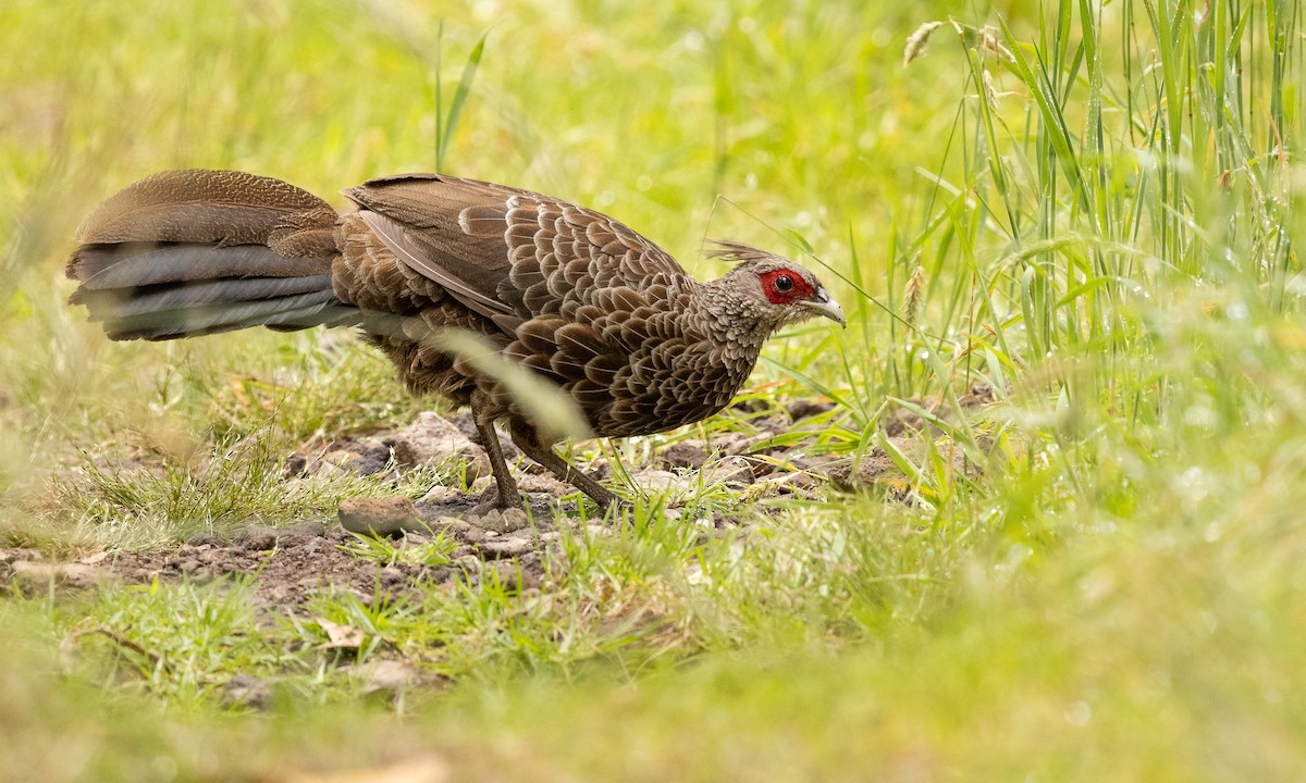 Kalij Pheasant - ML349886551