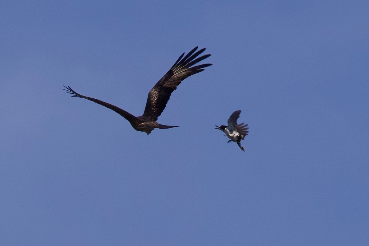 Gray Butcherbird - ML349887501