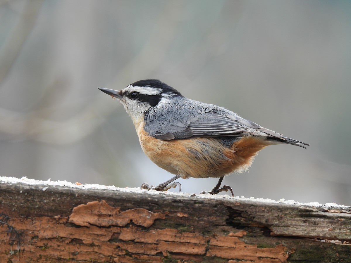 Red-breasted Nuthatch - ML349889471