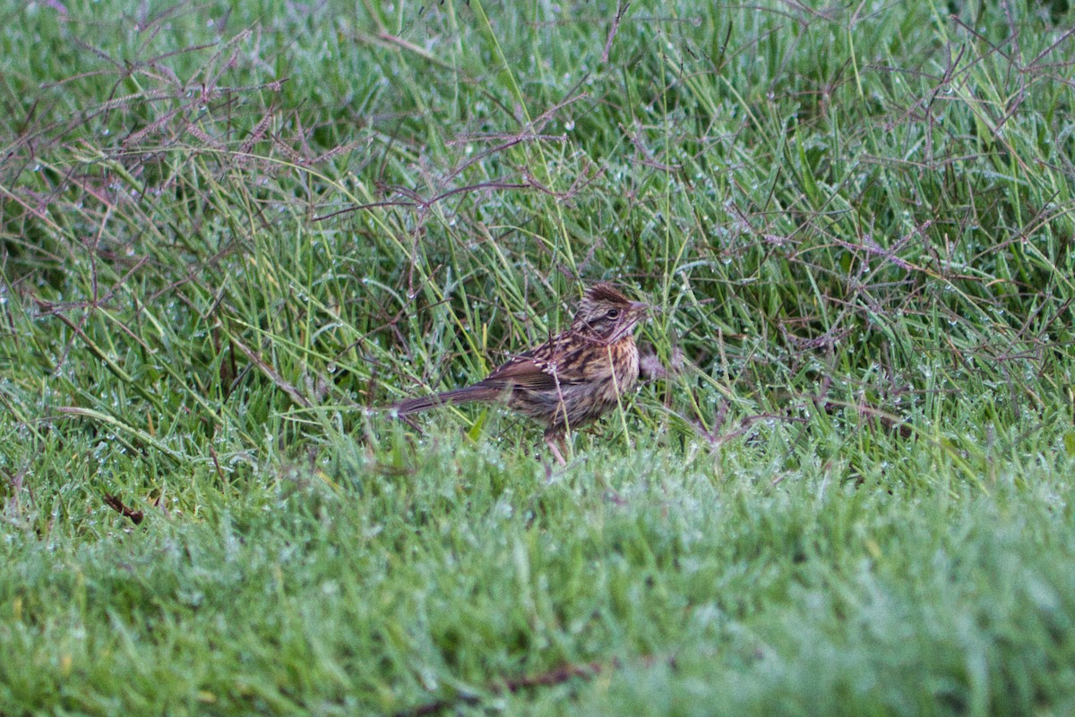 Rufous-collared Sparrow - ML349893221