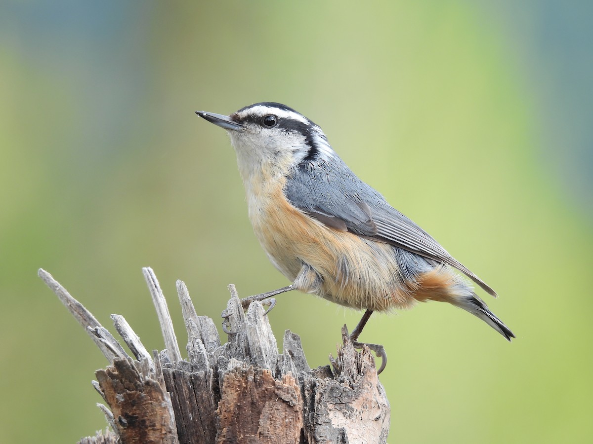 Red-breasted Nuthatch - ML349894031