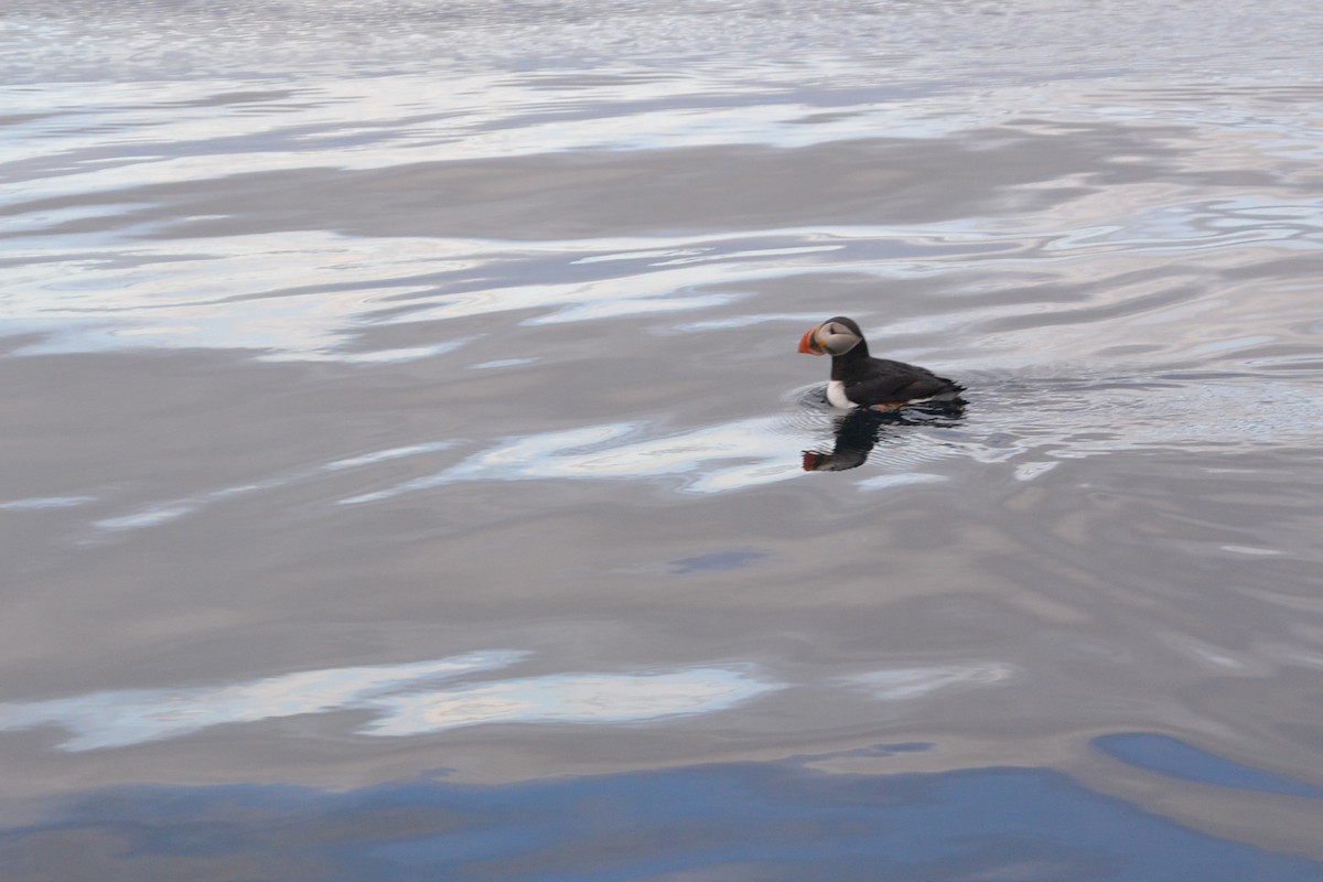 Atlantic Puffin - ML34989421