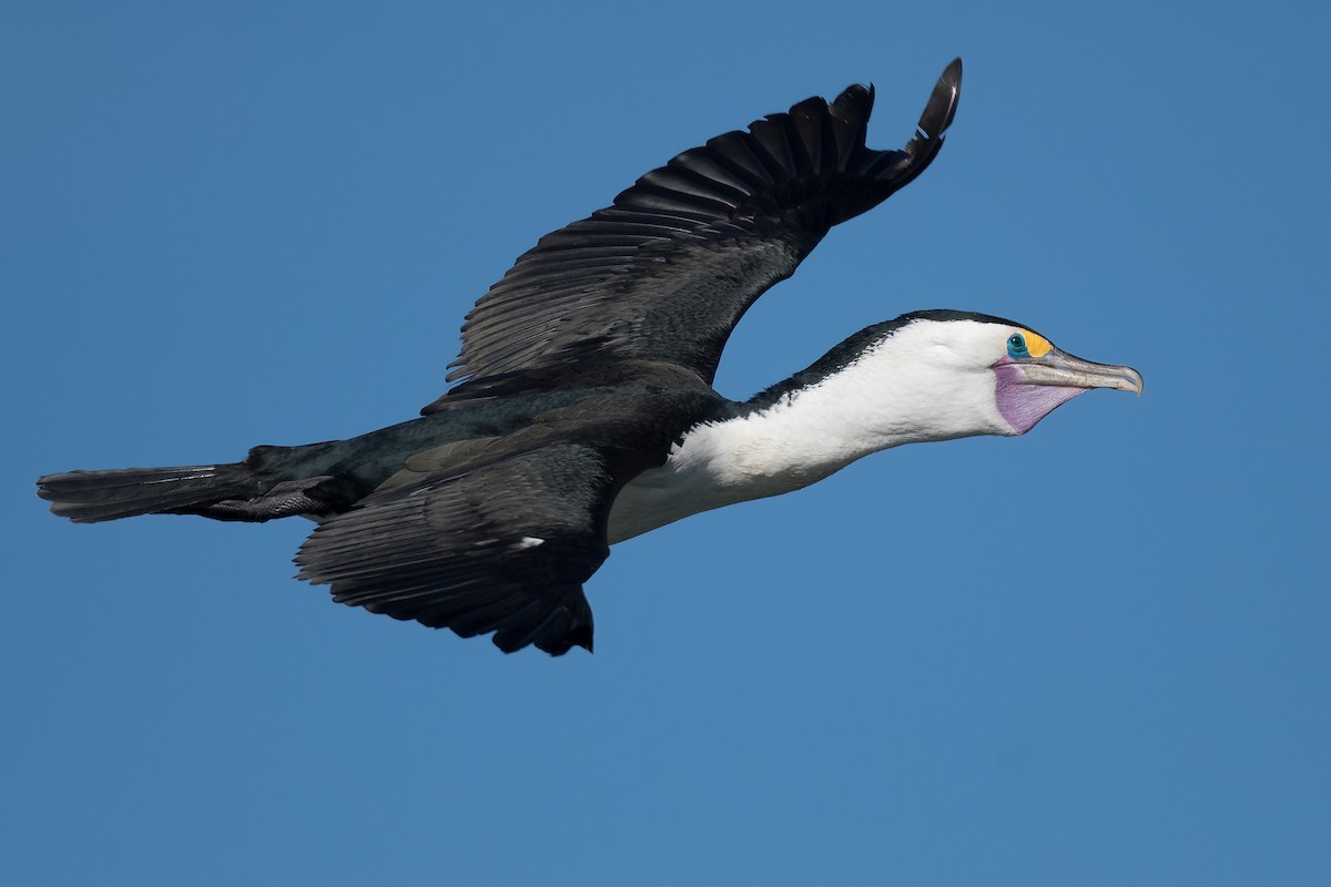 Pied Cormorant - Terence Alexander