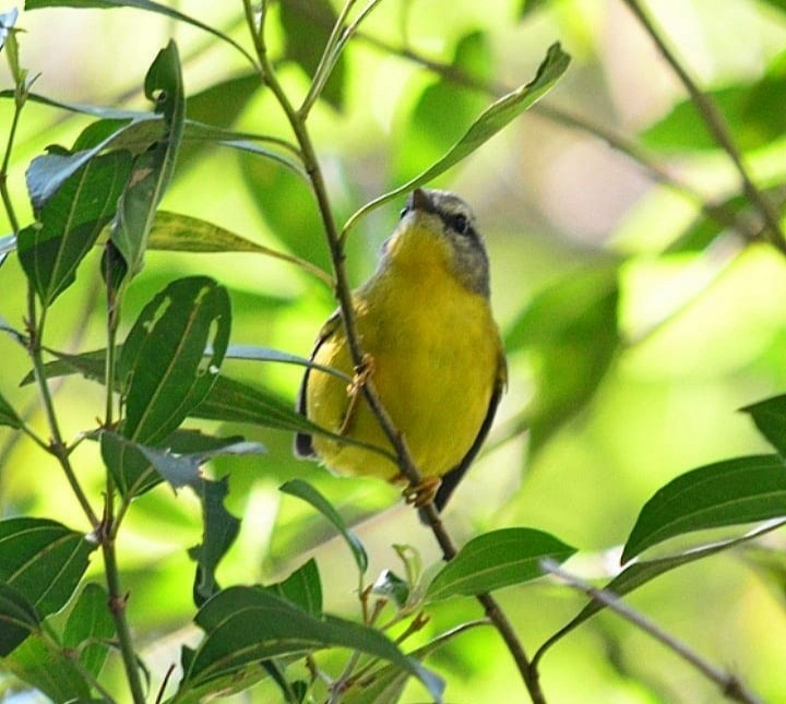 Golden-crowned Warbler - ML349895761