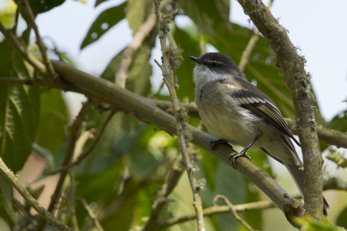 White-throated Tyrannulet - John Cahill xikanel.com