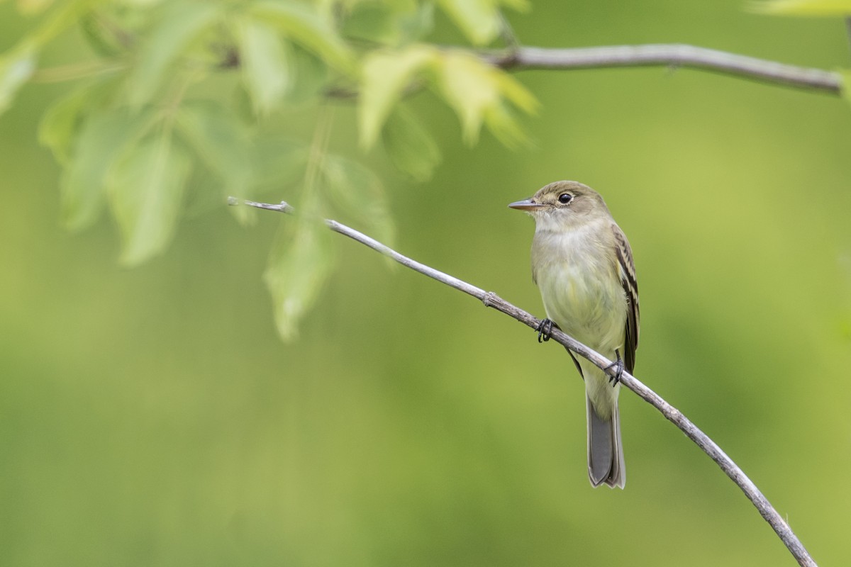 Alder Flycatcher - ML349897261