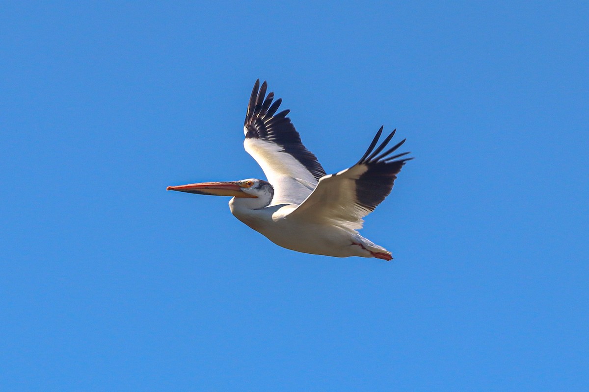 American White Pelican - David  Yeany II