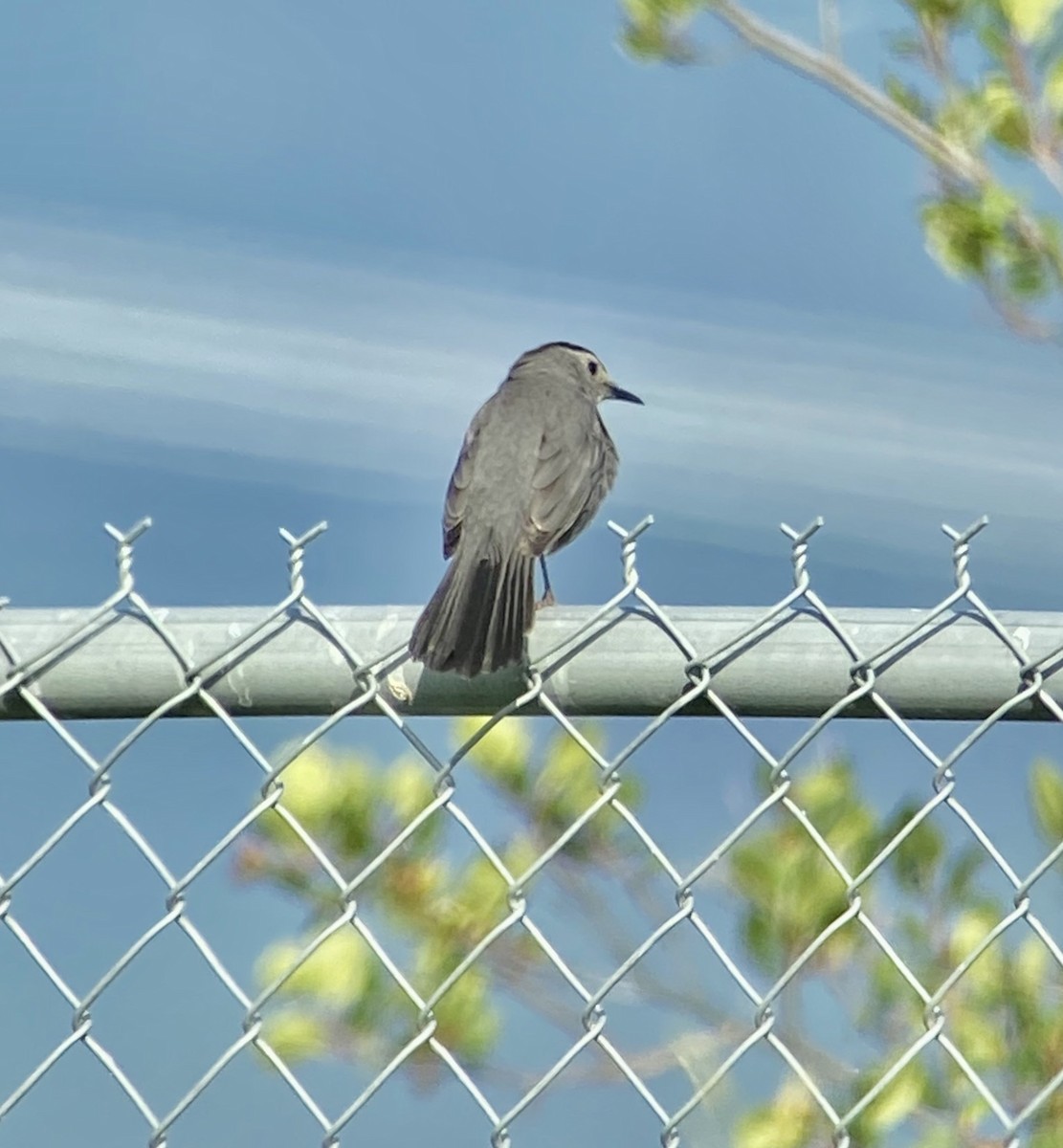 Gray Catbird - ML349897461