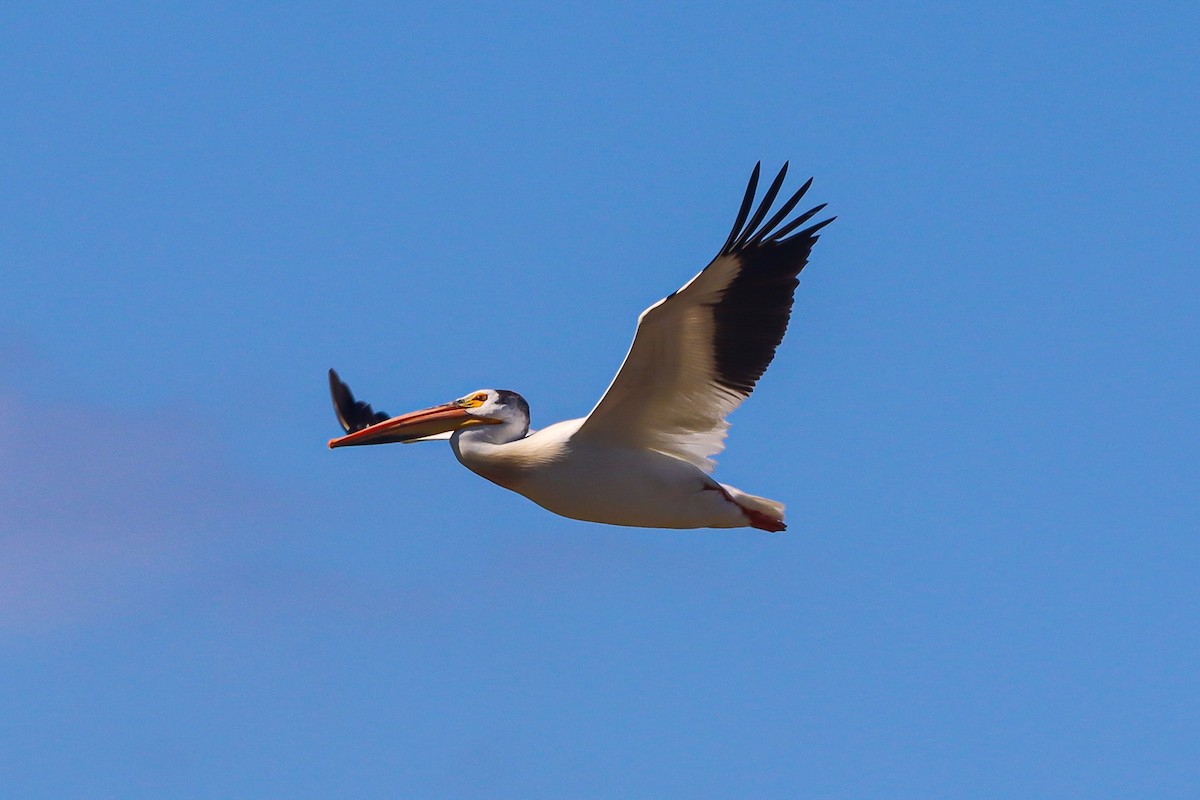 American White Pelican - David  Yeany II