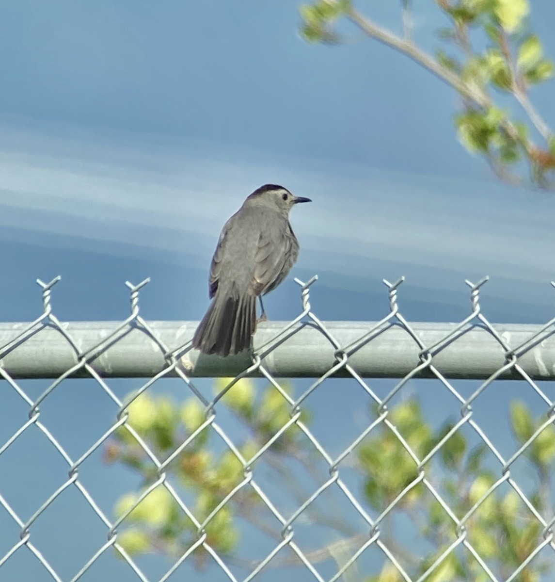Gray Catbird - ML349897511
