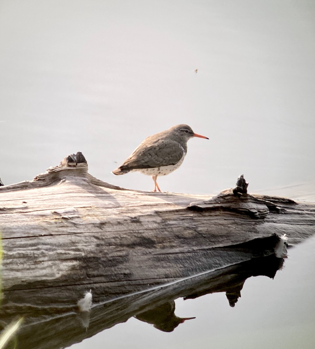 Spotted Sandpiper - ML349898021