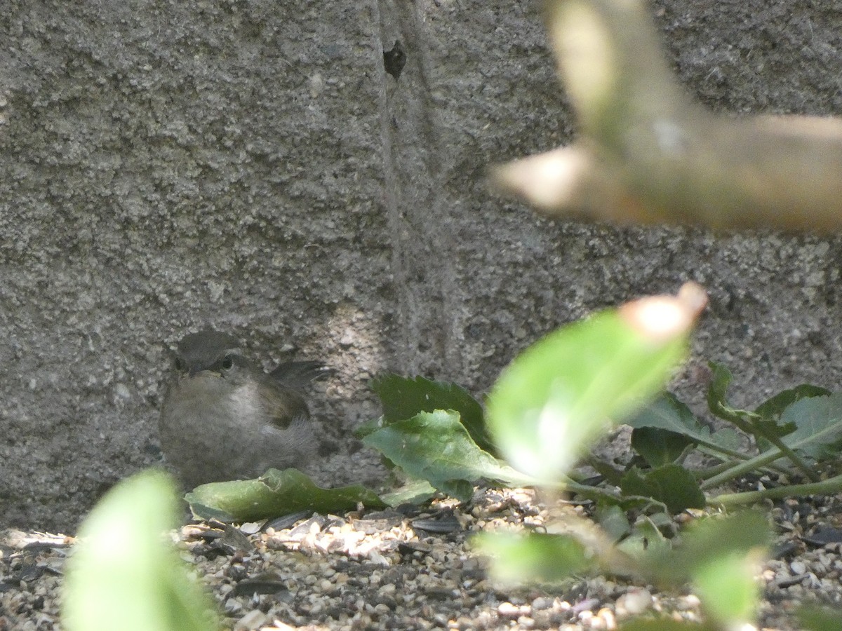 Bewick's Wren - ML349900771