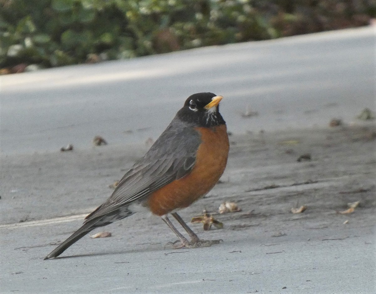 American Robin - ML349901301