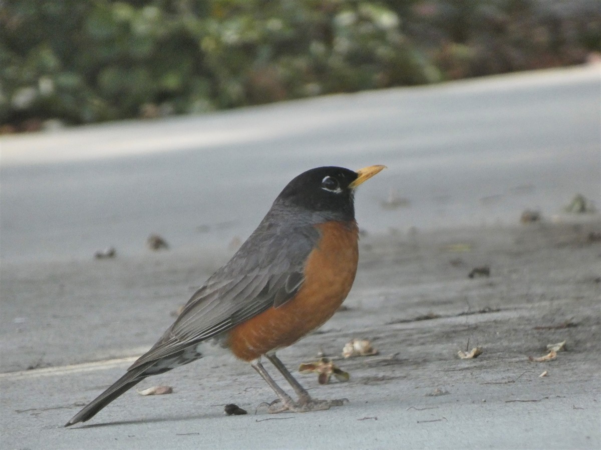 American Robin - ML349901321