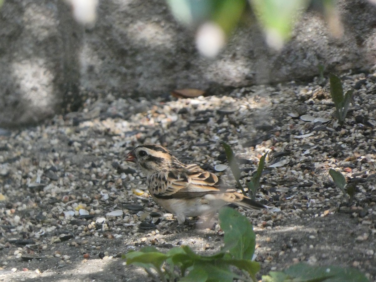 Pin-tailed Whydah - ML349901621