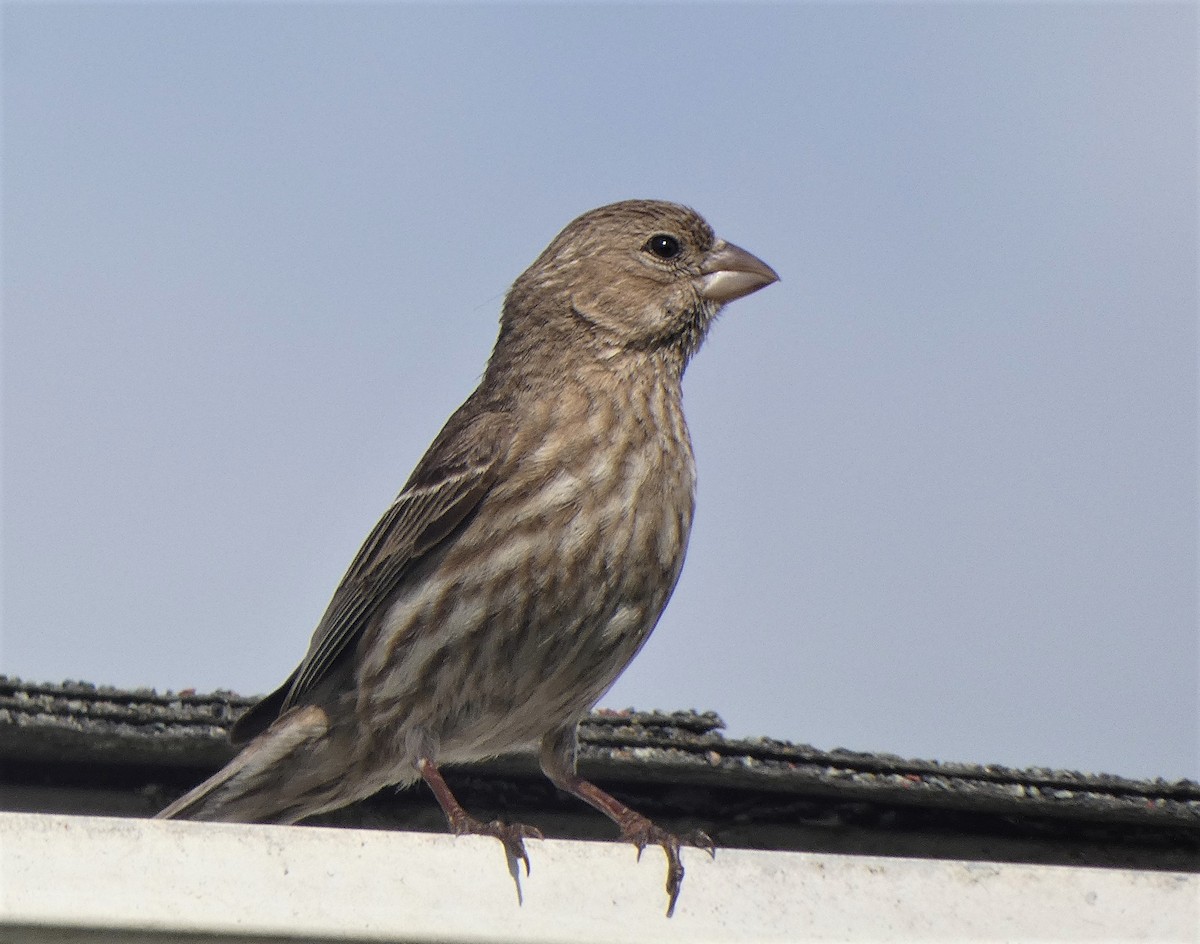 House Finch - ML349901951