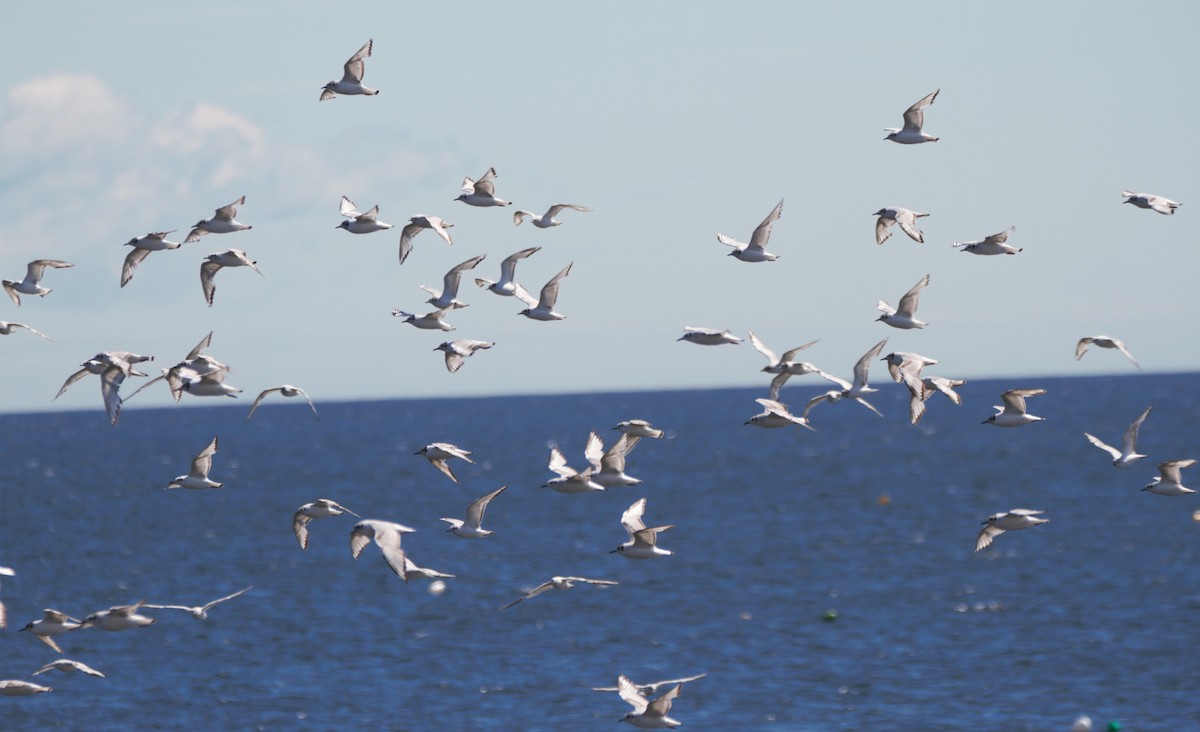 Bonaparte's Gull - Mitch (Michel) Doucet