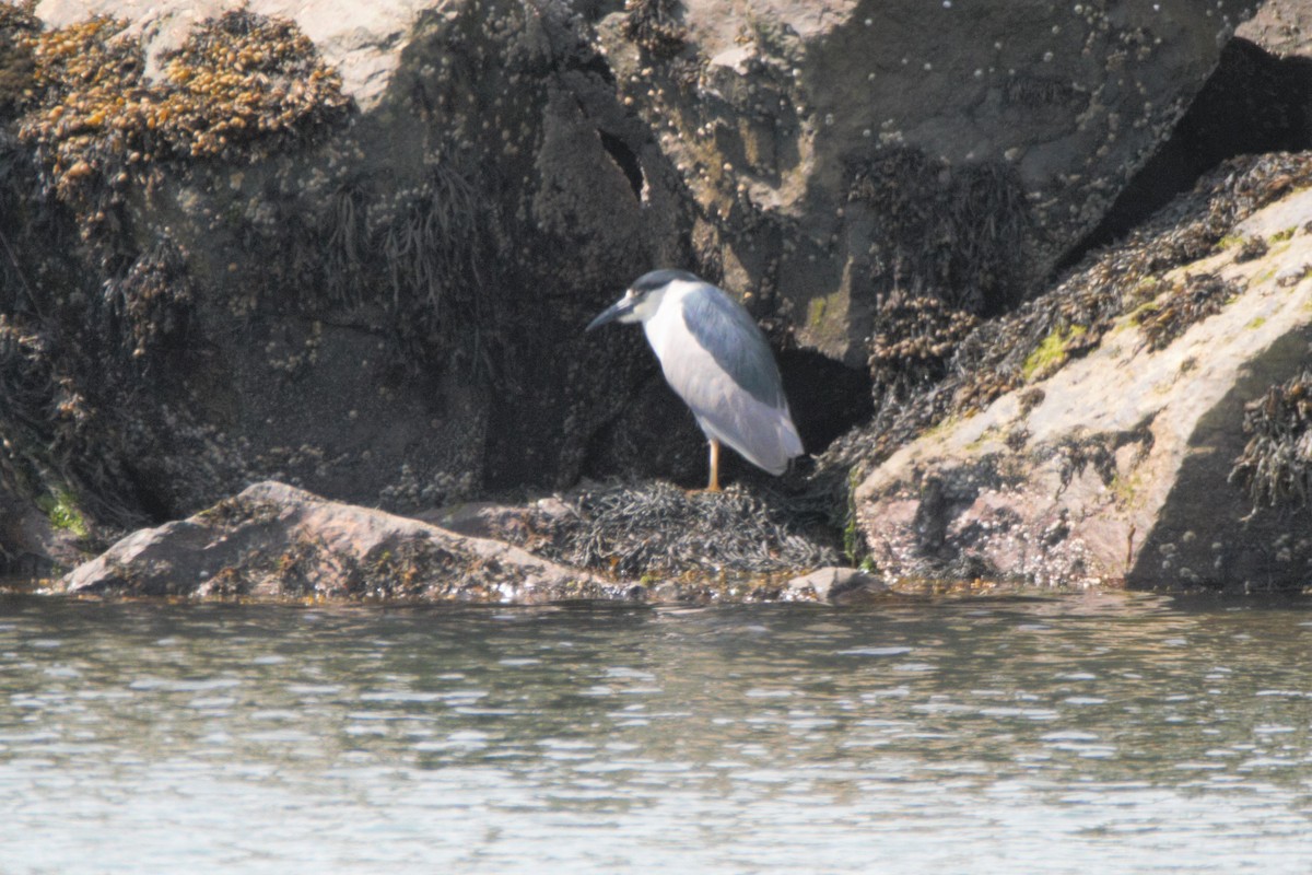 Black-crowned Night Heron - ML349902631