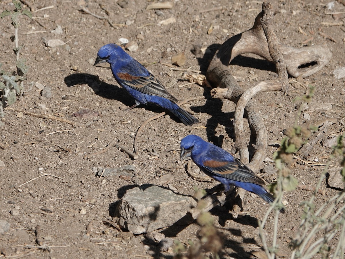 Blue Grosbeak - Amy Bishop & Doug Booher