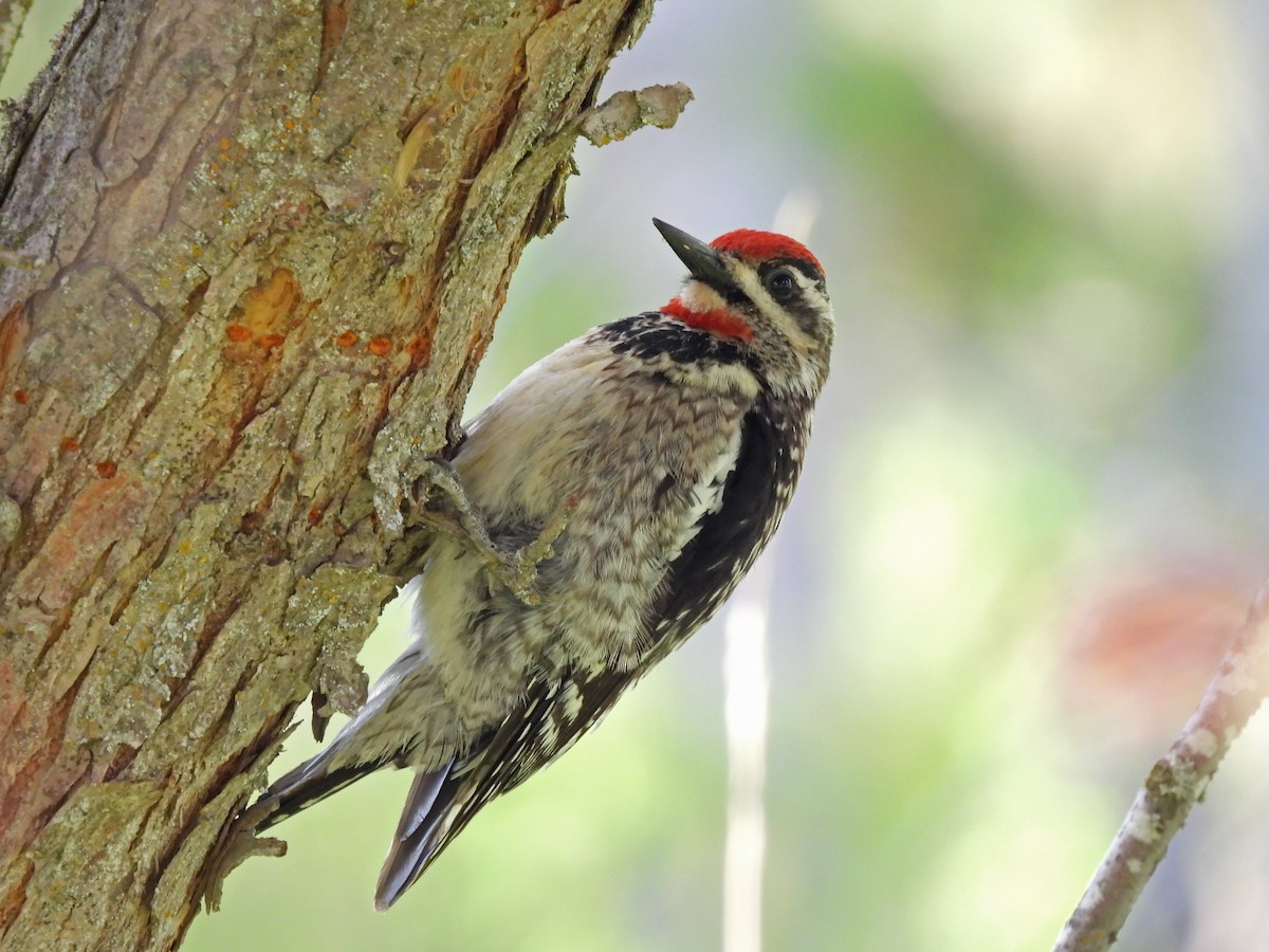 Red-naped Sapsucker - ML349904051