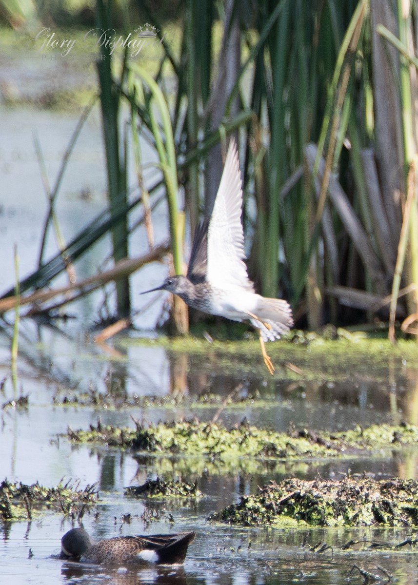 Lesser Yellowlegs - Rachel Justice