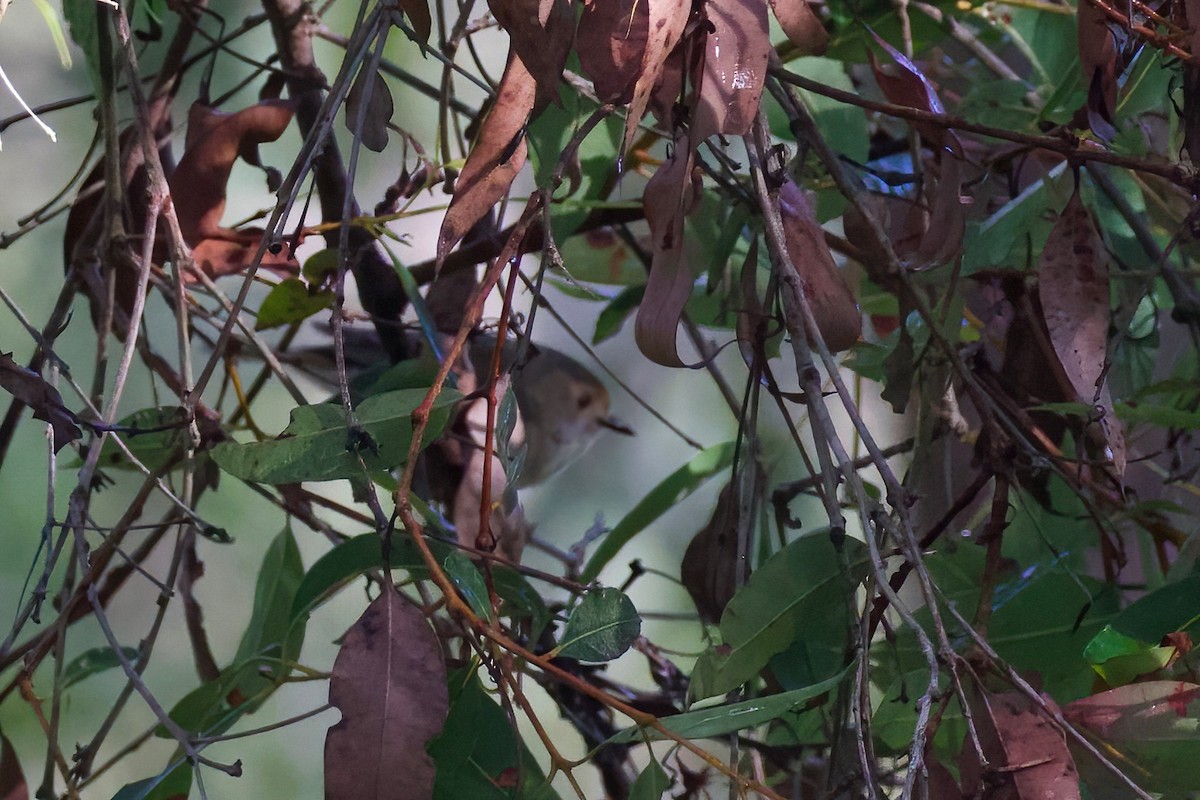 Large-billed Scrubwren - ML349905581