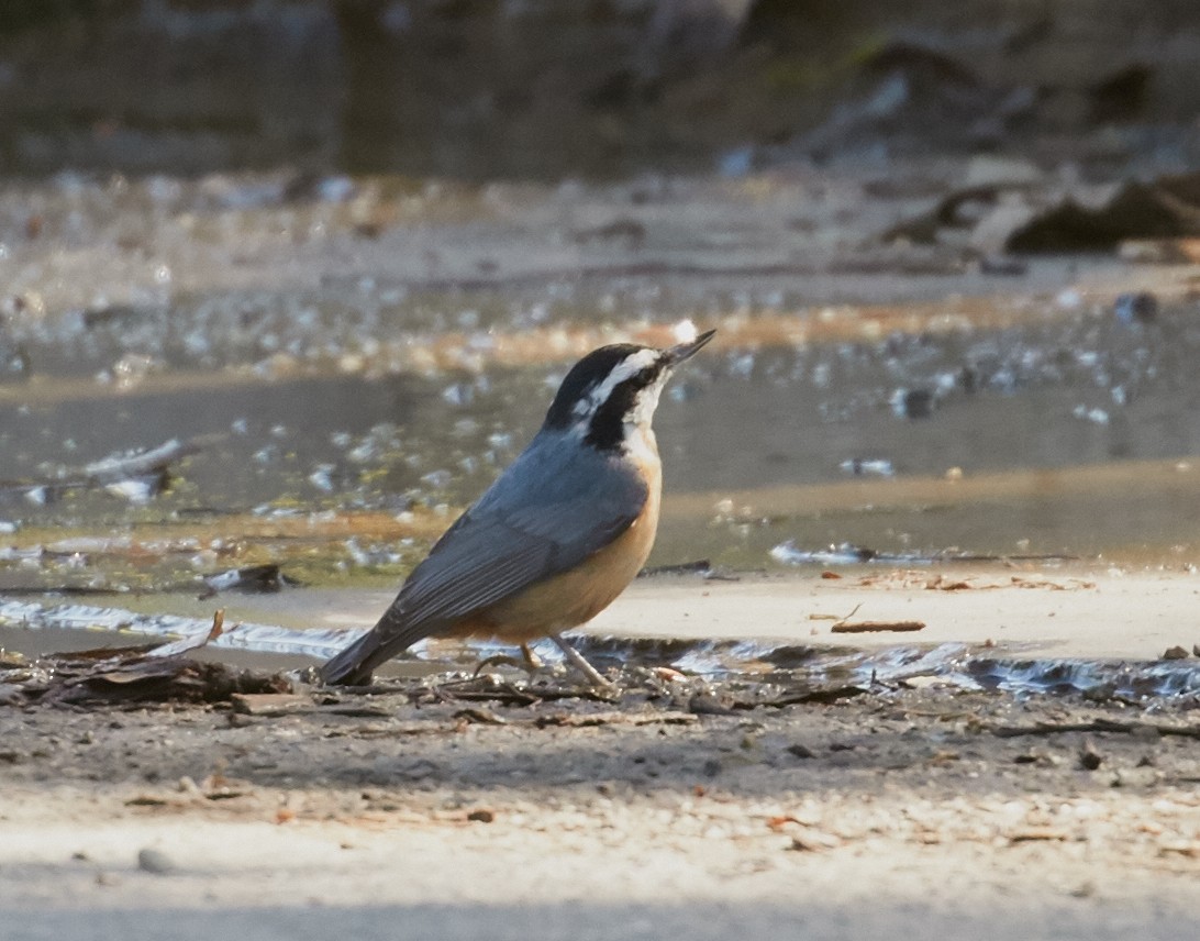 Red-breasted Nuthatch - ML34990731