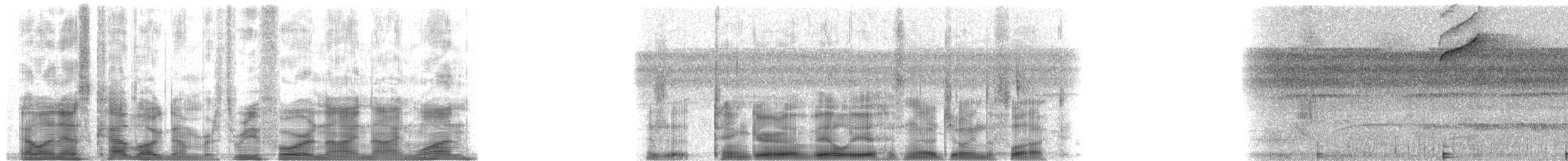 opalgumptanagar (velia gr.) - ML34991