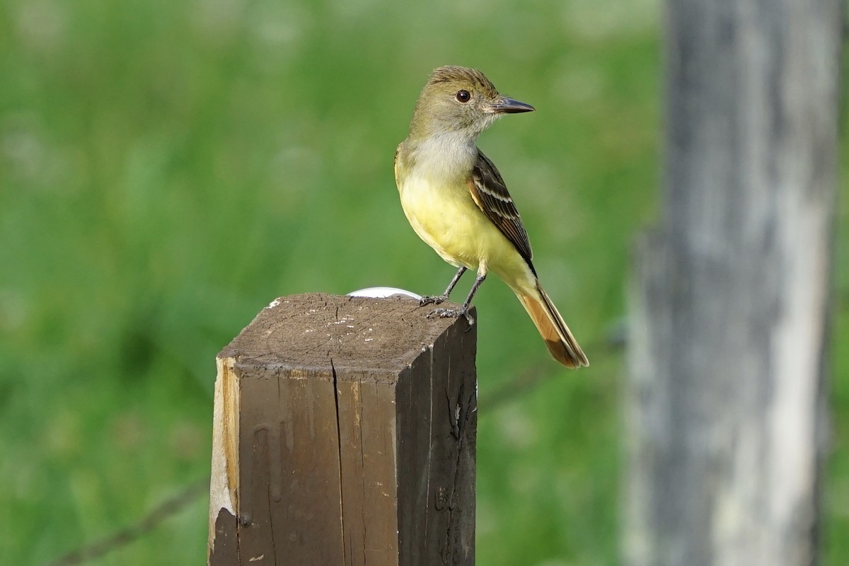 Great Crested Flycatcher - ML349910381