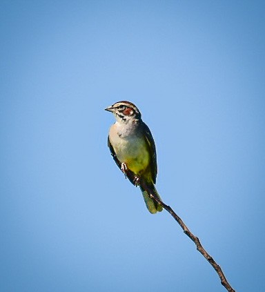 Lark Sparrow - tina pryor
