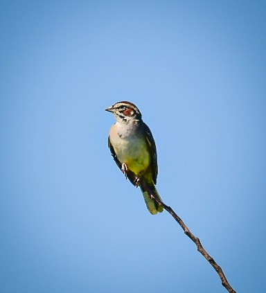 Lark Sparrow - ML349910961