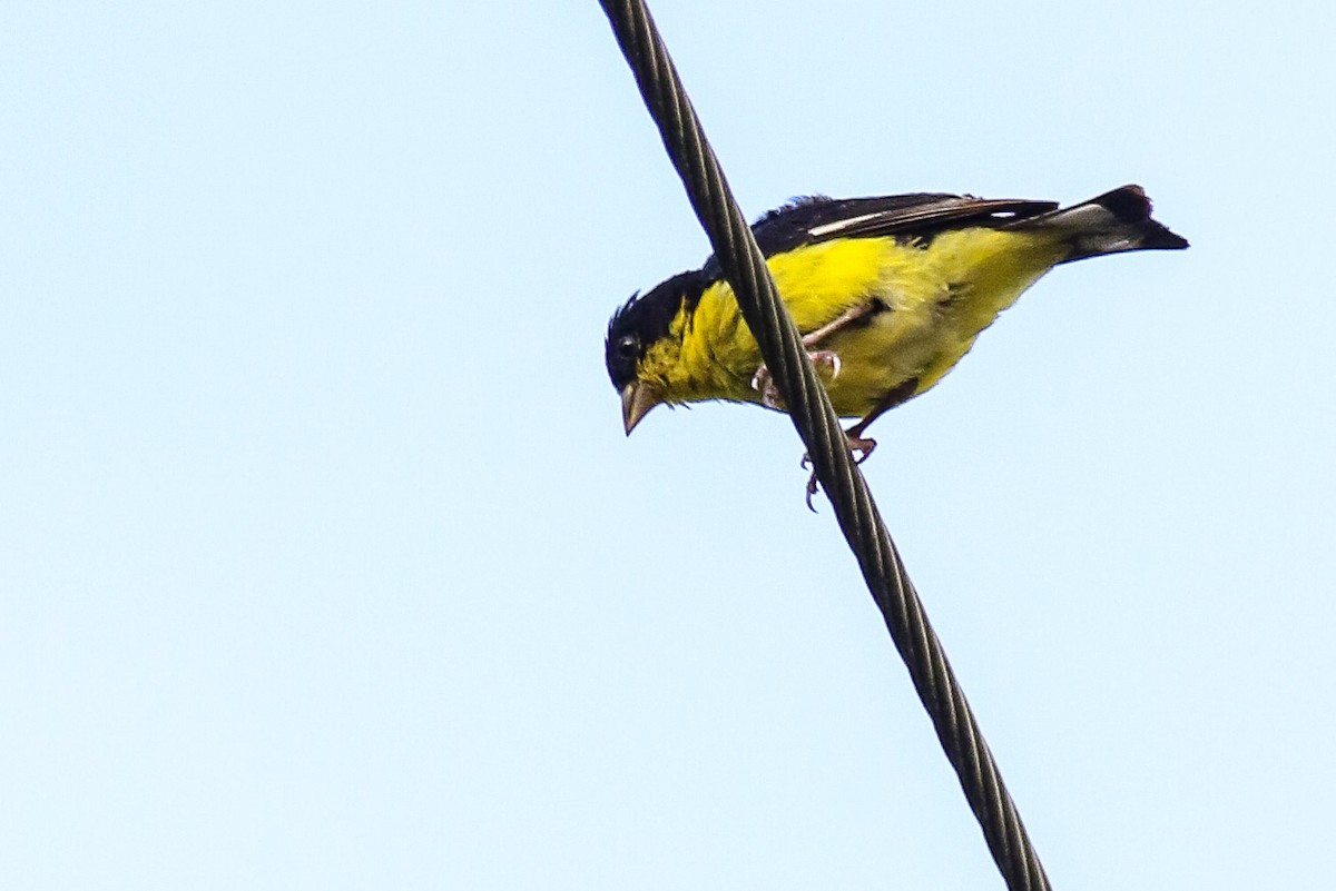 Lesser Goldfinch - ML349914161