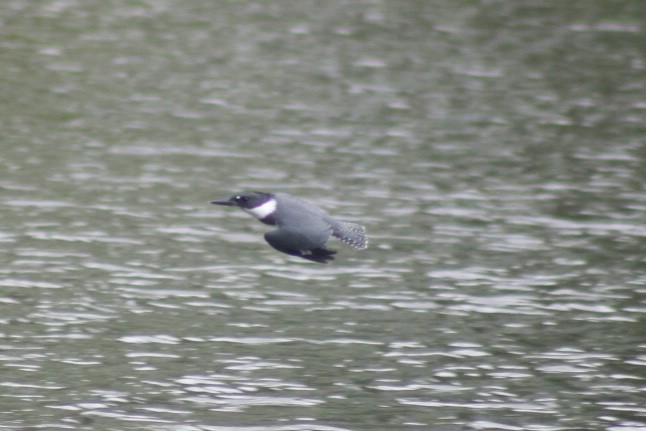 שלדג אמריקני - ML349914841