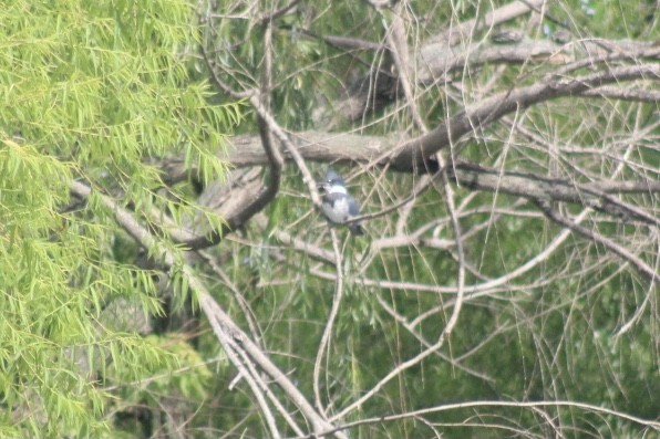 שלדג אמריקני - ML349914851